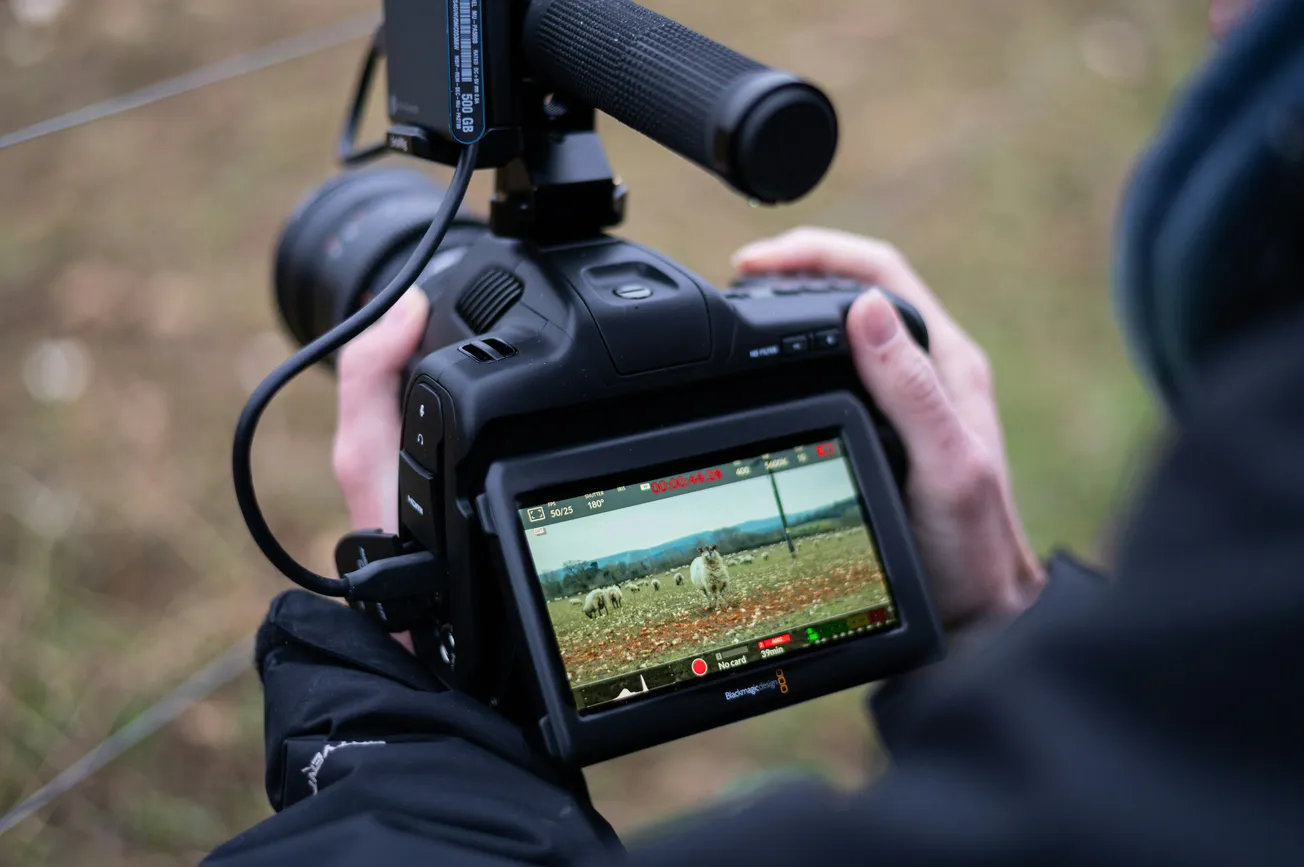 Person recording a field with sheep using a professional video camera, holding it in gloved hands. The camera screen displays the scene, conveying focus and attention.