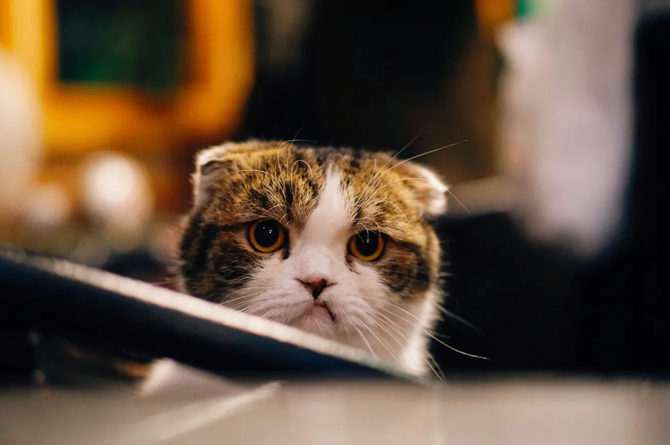 A Scottish Fold cat with round eyes and a serious expression peeks over a ledge in a dimly lit room, conveying curiosity and intrigue.